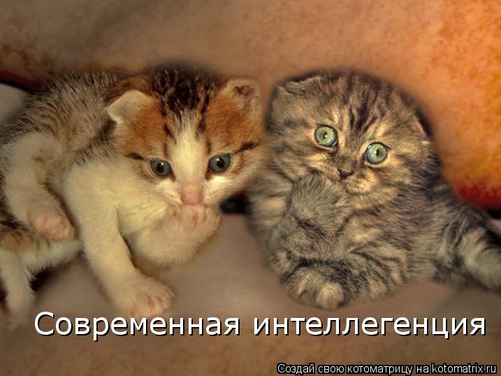 Современная интеллегенция... Котоматрица: Современная интеллегенция