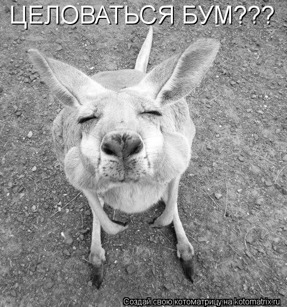 ЦЕЛОВАТЬСЯ БУМ???... Котоматрица: ЦЕЛОВАТЬСЯ БУМ???