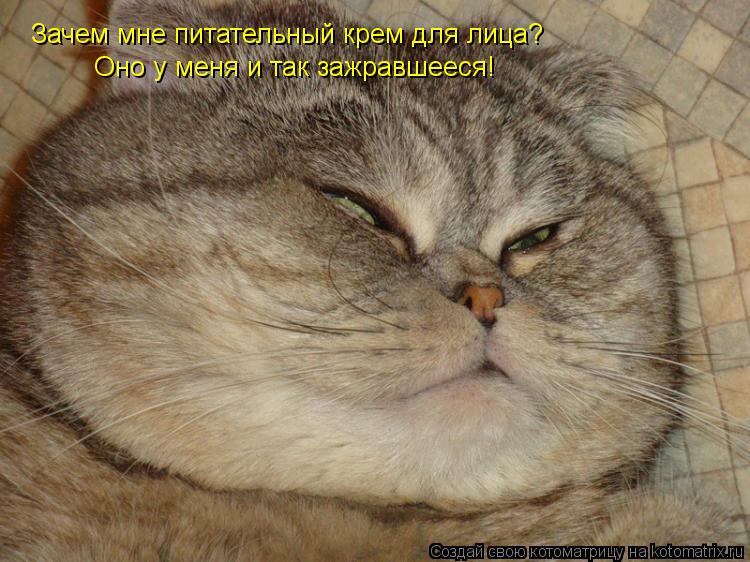 Зачем мне питательный крем для лица? Оно у меня и так зажравшееся!... Котоматрица: Зачем мне питательный крем для лица? Оно у меня и так зажравшееся!