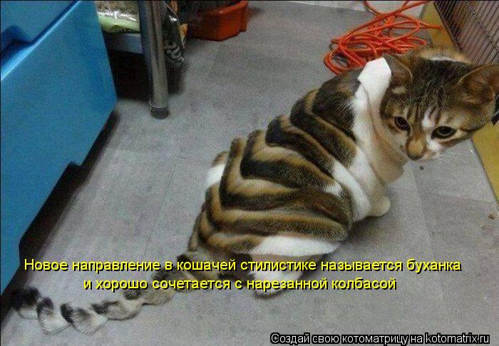 Новое направление в кошачей стилистике называется буханка и хорошо сочетается с нарезанной колбасой... Котоматрица: Новое направление в кошачей стилистике называется буханка и хорошо сочетается с нарезанной колбасой