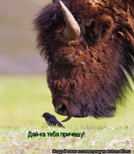 Дай-ка тебя причешу!... Котоматрица: Дай-ка тебя причешу!