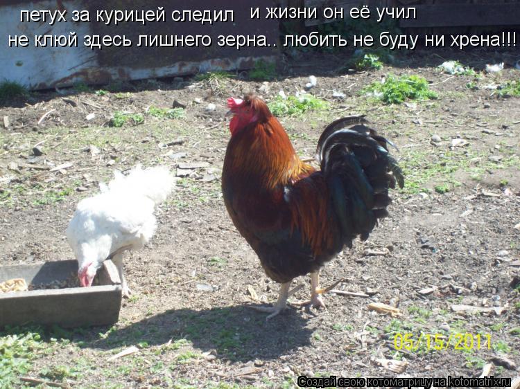 петух за курицей следил и жизни он её учил не клюй здесь лишнего зерна.. любить не буду ни хрена!!!... Котоматрица: петух за курицей следил и жизни он её учил не клюй здесь лишнего зерна.. любить не буду ни хрена!!!