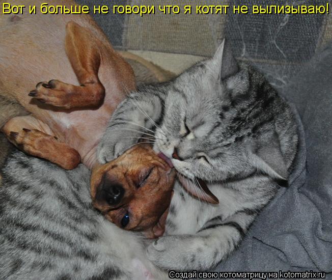 Вот и больше не говори что я котят не вылизываю!... Котоматрица: Вот и больше не говори что я котят не вылизываю!