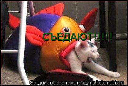 СЪЕДАЮТ!!!!!... Котоматрица: СЪЕДАЮТ!!!!!