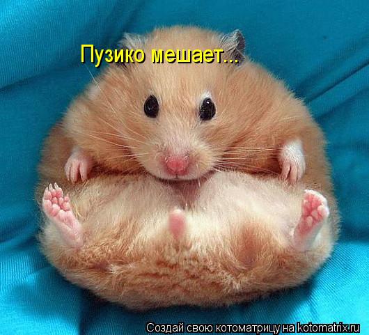 Пузико мешает...... Котоматрица: Пузико мешает...