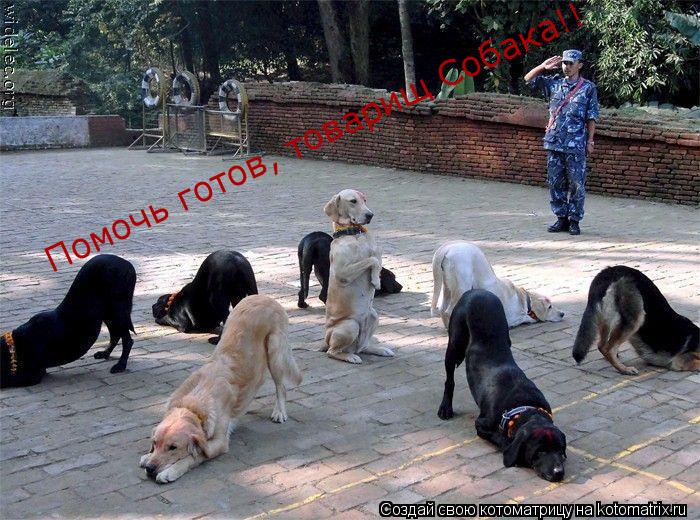 Помочь готов, товарищ Собака!!... Котоматрица: Помочь готов, товарищ Собака!!