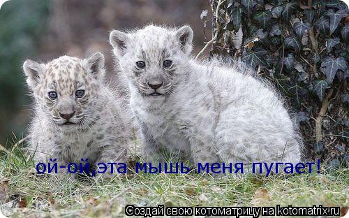 ой-ой,эта мышь меня пугает!... Котоматрица: ой-ой,эта мышь меня пугает!