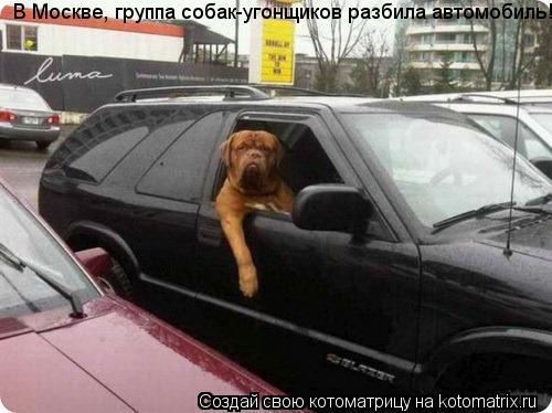 В Москве, группа собак-угонщиков разбила автомобиль!... Котоматрица: В Москве, группа собак-угонщиков разбила автомобиль!
