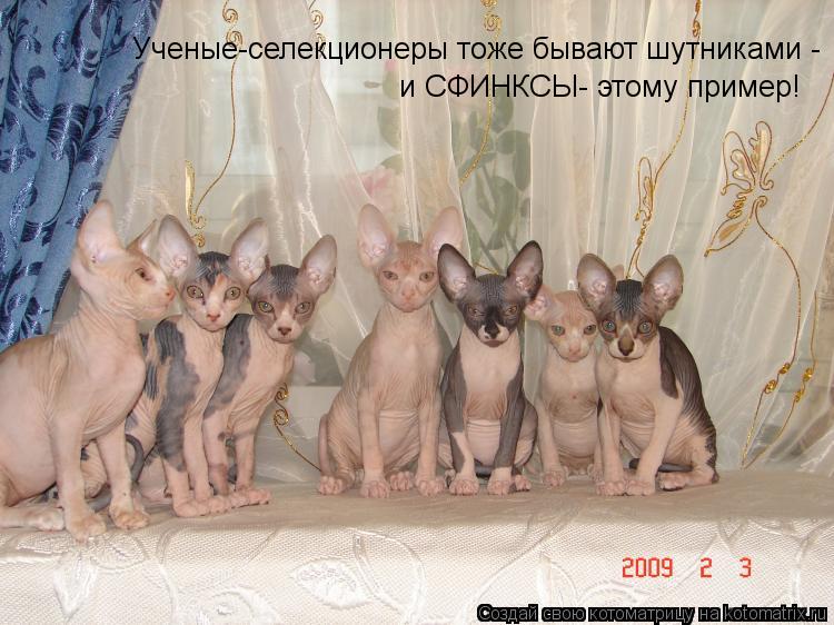 Ученые-селекционеры тоже бывают шутниками - и СФИНКСЫ- этому пример!... Котоматрица: Ученые-селекционеры тоже бывают шутниками - и СФИНКСЫ- этому пример!