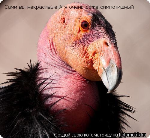Сами вы некрасивые!А я очень даже симпотишный... Котоматрица: Сами вы некрасивые!А я очень даже симпотишный