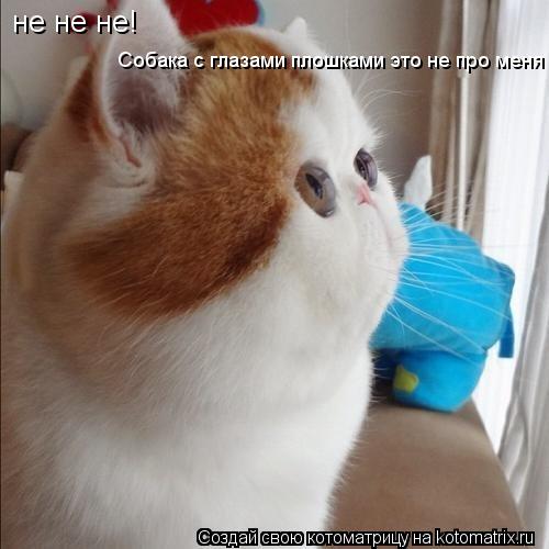 не не не! не не не! Собака с глазами плошками это не про меня Собака с глазами плошками это не про ... Котоматрица: не не не! не не не! Собака с глазами плошками это не про меня Собака с глазами плошками это не про меня