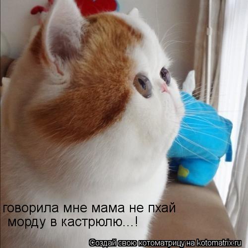 Котоматрица: говорила мне мама не пхай морду в кастрюлю! говорила мне мама не пхай морду в кастрюлю! говорила мне мама не пхай морду в кастрюлю...!