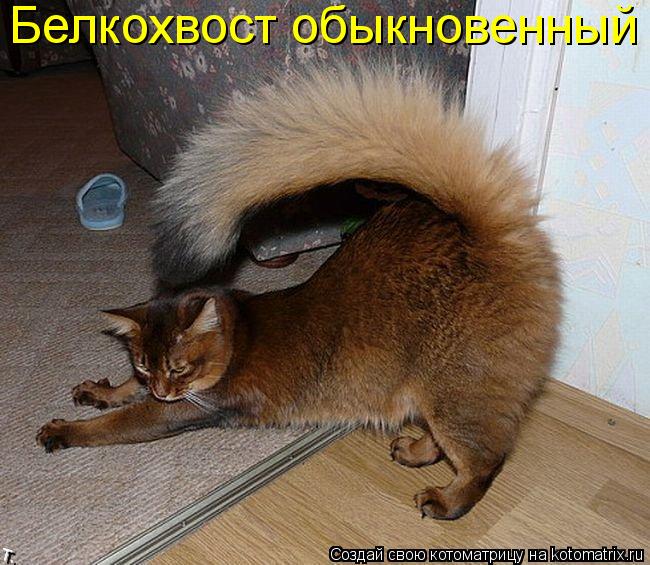 Котоматрица: Белкохвост обыкновенный