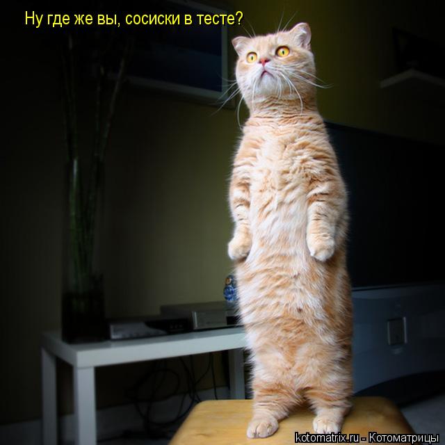 Котоматрица: Ну где же вы, сосиски в тесте?
