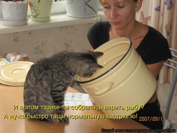 Котоматрица: И в этом тазике ты собралась варить рыбу? А ну-ка быстро тащи нормальную кастрюлю!