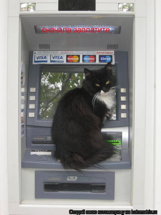 Котоматрица: сначала заплатите