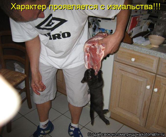 Котоматрица: Характер проявляется с измальства!!!