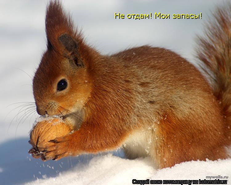 Котоматрица: Не отдам! Мои запасы!