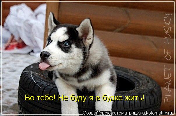 Котоматрица: Во тебе! Не буду я в будке жить!