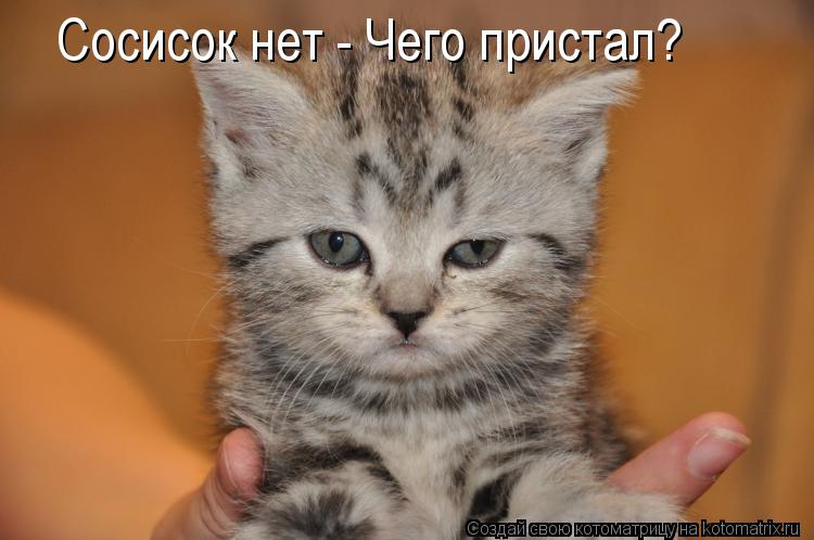 Котоматрица: Сосисок нет - Чего пристал?