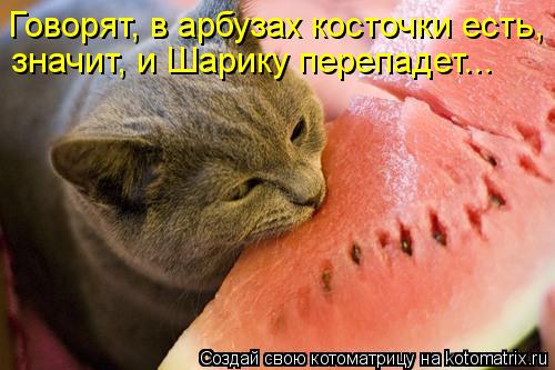 Говорят, в арбузах косточки есть, значит, и Шарику перепадет...... Котоматрица: Говорят, в арбузах косточки есть, значит, и Шарику перепадет...