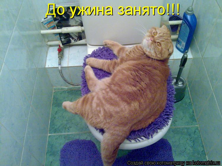 Котоматрица: До ужина занято!!!