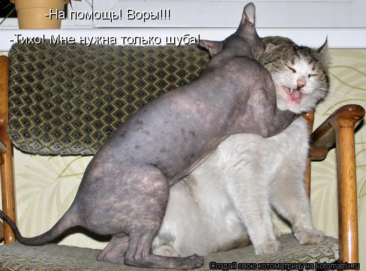 Котоматрица: -На помощь! Воры!!!  -Тихо! Мне нужна только шуба!