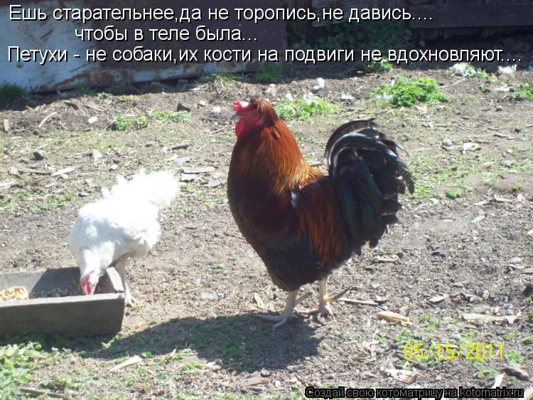 Котоматрица: Ешь старательнее,да не торопись,не давись.... чтобы в теле была... Петухи - не собаки,их кости на подвиги не вдохновляют....