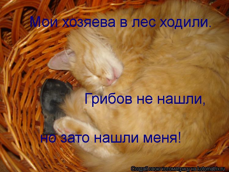 Котоматрица: Мои хозяева в лес ходили. Грибов не нашли,  но зато нашли меня!
