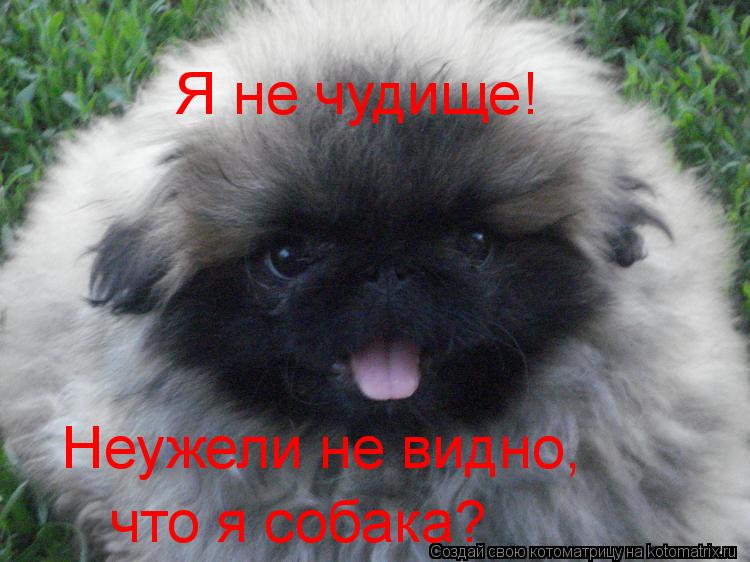 Котоматрица: Я не чудище! Неужели не видно,  что я собака?