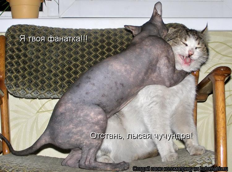 Котоматрица: Я твоя фанатка!!! Отстань, лысая чучундра!