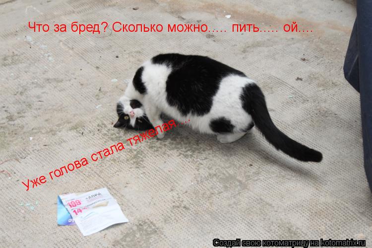 Котоматрица: Что за бред? Сколько можно..... пить..... ой.... Уже голова стала тяжелая....
