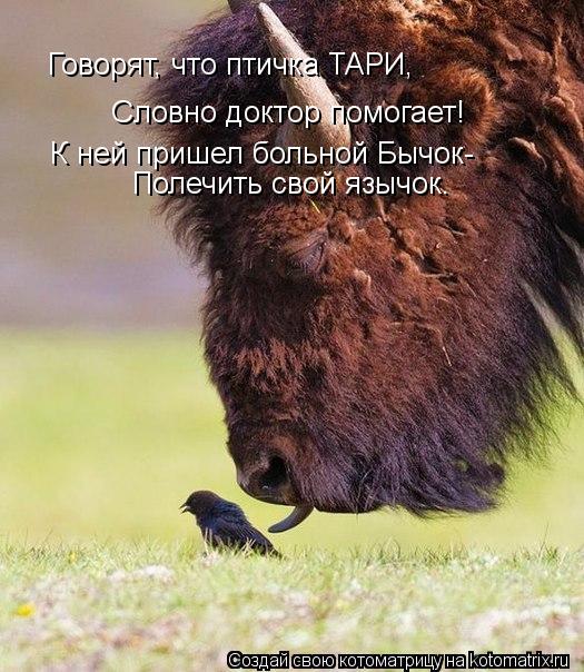 Котоматрица: Говорят, что птичка ТАРИ, Словно доктор помогает! К ней пришел больной Бычок- Полечить свой язычок.