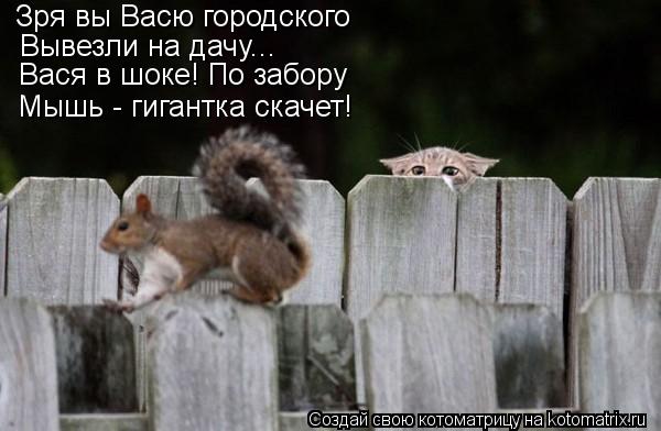 Зря вы Васю городского Вывезли на дачу... Мышь - гигантка скачет! Вася в шоке! По забору... Котоматрица: Зря вы Васю городского Вывезли на дачу... Мышь - гигантка скачет! Вася в шоке! По забору