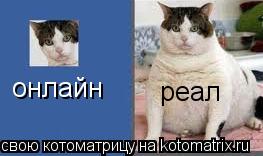 Котоматрица: онлайн реал
