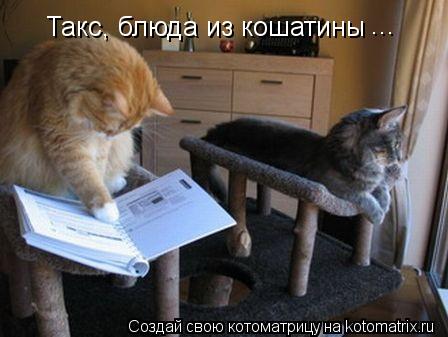 Котоматрица: Такс, блюда из кошатины ...