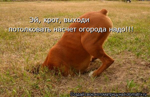 Котоматрица: Эй, крот, выходи  потолковать насчет огорода надо!!!
