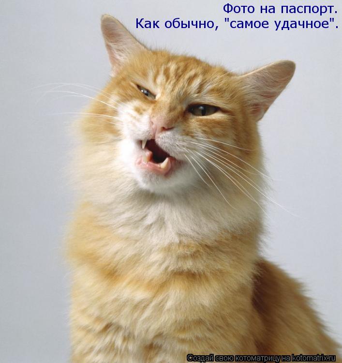 Котоматрица: Фото на паспорт. Как обычно, "самое удачное".