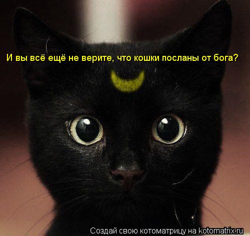 Котоматрица: И вы всё ещё не верите, что кошки посланы от бога?