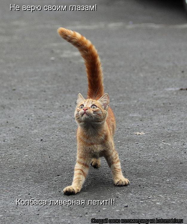 Котоматрица: Не верю своим глазам!  Колбаса ливерная летит!!!