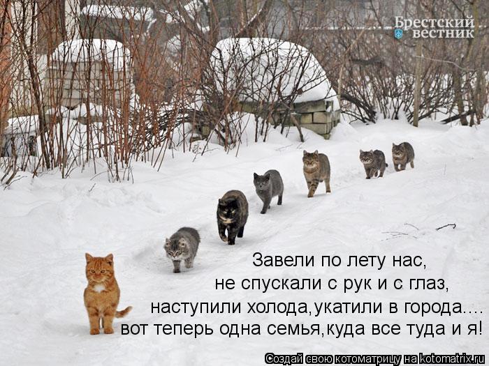 Котоматрица: наступили холода,укатили в города.... не спускали с рук и с глаз, Завели по лету нас, вот теперь одна семья,куда все туда и я!