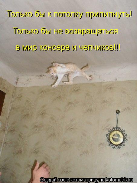 Котоматрица: Только бы к потолку прилипнуть! Только бы не возвращаться в мир консерв и чепчиков!!!