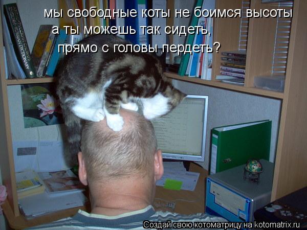 Котоматрица: мы свободные коты не боимся высоты а ты можешь так сидеть,  прямо с головы пердеть?
