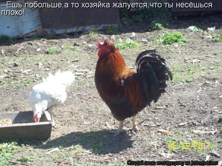 Котоматрица: --Ешь побольше,а то хозяйка жалуется,что ты несёшься плохо!
