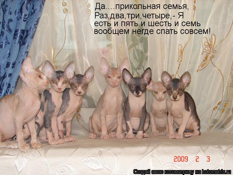 Котоматрица: Да....прикольная семья, Раз,два,три,четыре,- Я есть и пять и шесть и семь вообщем негде спать совсем!