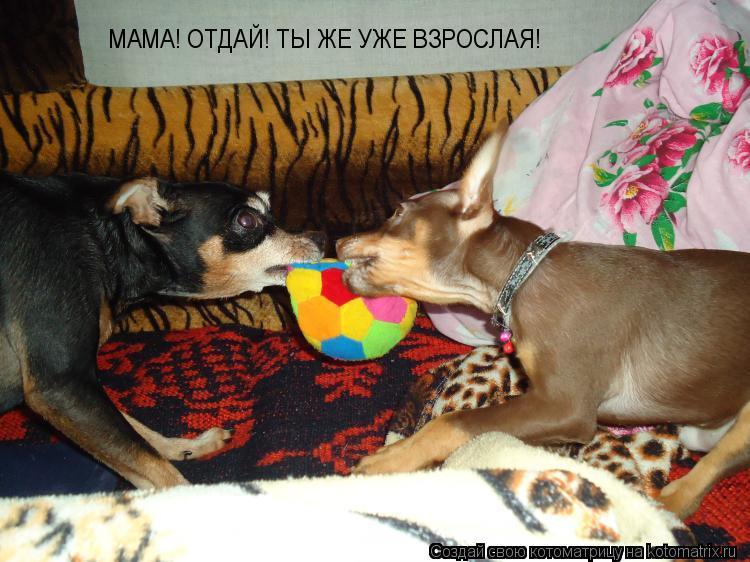 МАМА! ОТДАЙ! ТЫ ЖЕ УЖЕ ВЗРОСЛАЯ!... Котоматрица: МАМА! ОТДАЙ! ТЫ ЖЕ УЖЕ ВЗРОСЛАЯ!
