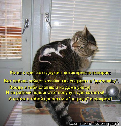 Котик с крыскою дружил, котик крыске говорил: Вот сейчас зайдет хозяйка-мы сыграем в "догоняйку", Вро... Котоматрица: Котик с крыскою дружил, котик крыске говорил: Вот сейчас зайдет хозяйка-мы сыграем в "догоняйку", Вроде я тебя словлю и из дома унесу! И за рат