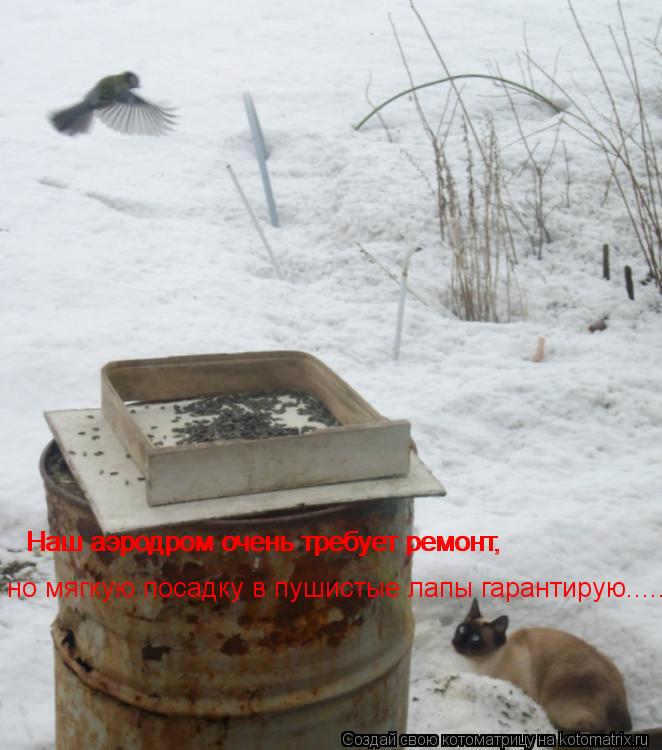 Наш аэродром очень требует ремонт, Наш аэродром очень требует ремонт, но мягкую посадку в пушистые ла... Котоматрица: Наш аэродром очень требует ремонт, Наш аэродром очень требует ремонт, но мягкую посадку в пушистые лапы гарантирую......