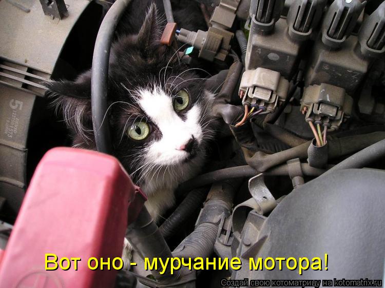 Вот оно - мурчание мотора!... Котоматрица: Вот оно - мурчание мотора!