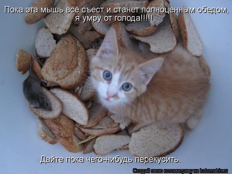 Пока эта мышь всё съест и станет полноценным обедом, я умру от голода!!!!! Дайте пока чего-нибудь пе... Котоматрица: Пока эта мышь всё съест и станет полноценным обедом, я умру от голода!!!!! Дайте пока чего-нибудь перекусить.